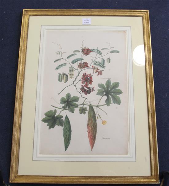 Indian School c.1840 Pauvacaw and Coondoomunny; Unripe Mangoes; Rangoon Creeper; Moonthree Pulham 21 x 14in.